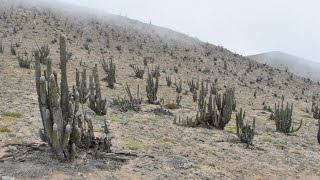 Fog-draped Cactus Forests, Sketchy Mountains & Other Delights