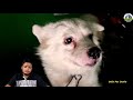 german spitz dog all details pricing nature behavior life expectancy explained in odia