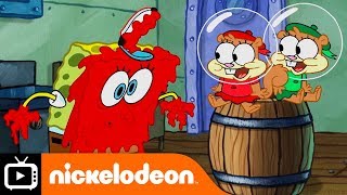 SpongeBob SquarePants | Cute Knuckles | Nickelodeon UK