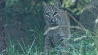 Bobcat With Rabies Attacks Man Sleeping in Hammock