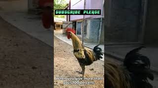 Rooster Falls Over Crowing || Funny Rooster || #Shorts32