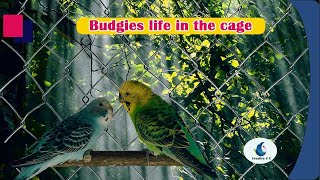 Budgies life in the cage