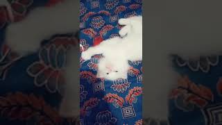 SnowBell: The Best Pet Ever