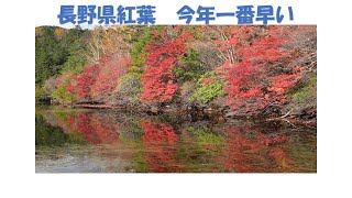 【４k 今年一番早い紅葉のはじまり　長野県蓼科】白駒池、おしどり隠しの滝、いずみ平