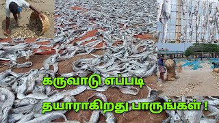 கருவாடு எப்படி தயாராகிறது பாருங்கள் ! | How to make Dried fish