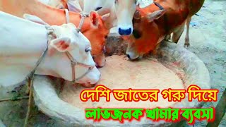 দেশী জাতের গরু দিয়ে লাভজনক খামার ব্যবসা | দেশী গরুর খামার | দেশী গাভী কম খরচে বেশি লাভ ||