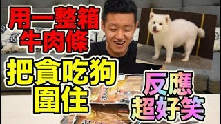 【狠愛演】 用一整箱牛肉條，把貪吃狗圍住！ 『反應超好笑』😂😂😂