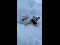 shorts チワワ 雪 youtubeショート 初めて雪に乗りました🐶