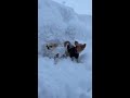 shorts チワワ 雪 youtubeショート 初めて雪に乗りました🐶