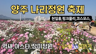 양주나리정원/천일홍/코스모스/핑크뮬리/아스타/각종꽃 잔치