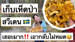 เก็บเห็ดมันปู ที่สวีเดน เยอะมากๆ ตามห้างขายโล ละ 1,000 เห็ด Chanterelle