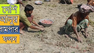 দেশি আলুর বাম্পার ফলন | আলু চাষে লাভবান কৃষক |  Potato harvesting | potato Cultivation 2021 |