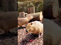 my first meeting with the capybara 🤎 カピバラさん so cute