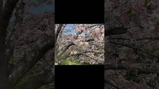 一ノ坂川の桜