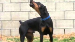 Howling Doberman