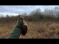 woodcock hunting