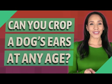 How old can a puppy be to get ears cropped?