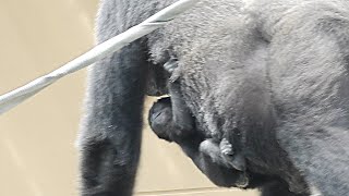 [Gorilla 1-minute video # 125] Scary! Genki Mama 💗 Don't let go of your hand [Kyoto City Zoo]