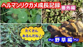 ヘルマンリクガメ飼育番外編　ヘンリーの野草編