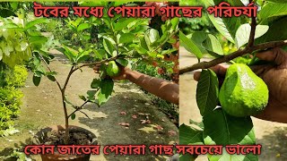 টবে পেয়ারা গাছের পরিচর্যা কীভাবে করবেন ও কোন জাতের পেয়ারা টবে ভালো হবে #greenlifebengali #guavaplant