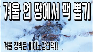 겨울 장박 철수 팩 뽑는 방법 언 땅에서 팩 뽑기 겨울 장박에 사용하기 좋은 팩 피아노 강선팩