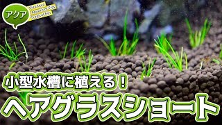 #アクアリウム 小型水槽にヘアグラスショートを植える 【ビバアクア】