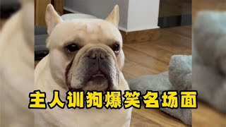 盘点主人训狗名场面，狗子无语展现的淋漓尽致！