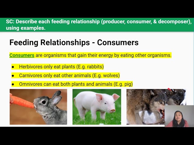 Consumer Ecosystem Examples Examples Of Consumers In A Food Chain