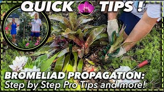 BROMELIAD PROPAGATION MADE EASY:  Step-by-Step Guide for Beginners + Pro Tips!