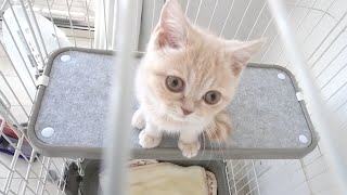 初めて掃除機に出会った子猫の反応がこちらです！【ブリティッシュショートヘア 】