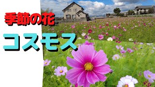 季節の花 コスモス|徳島県吉野川市