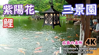 三景園　カラフルな紫陽花、カラフルな鯉が沢山。広大な敷地に、山あり滝あり池ありの回遊式日本庭園です。