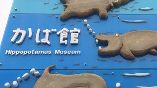 【横動画】旭山動物園 カバ館 百吉【ももきち】空中浮遊 ゆったり泳ぎ🦛