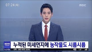 [대전MBC뉴스]누적된 미세먼지에 농작물도 시름시름