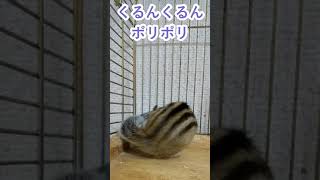 しまりす「ポン吉」くるんくるん！！【ペット】【シマリス】【Chipmunk】【Squirrel】【Kawaii】【Cute】