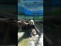 光影下的圓寶 動物 可愛 cute animals 動物園 panda 貓熊 taipeizoo