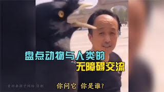 搞笑合集:  盘点动物与人类的无障碍交流，能听懂人话的动物，十分的灵性！ 🤣🤣 P666