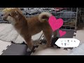 【柴犬】子犬が我が家に来た日秘蔵？映像（生後70日目） the day the puppy came home secret video 70 days old