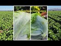 10 21 24 live from the fields salinas huron update