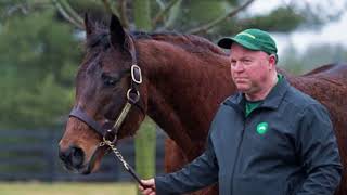 Lemon Drop Kid, 1999 Belmont Winner, Dies at 28