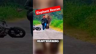 Villagers Save Baby Elephant After Mother Pleads for Help 🐘❤️ #rescue #elephant