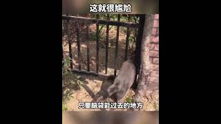 来了来了！蠢萌蠢萌的动物又来咯 #动物 #猫  #shorts #cat #funnycat