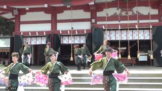 富山大学よさこい部　TNC さんg よさこい富山-2014年（日枝神社）