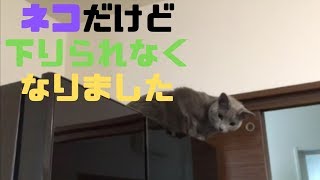 イタズラして戻れないニャ！（Russian Blue）