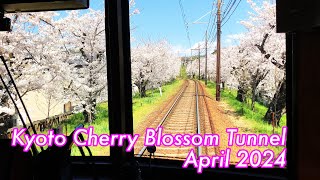 【嵐電】京都の春風情漂う、桜のトンネルが織りなす絶景！鳴滝駅から宇多野駅【cherry blossom tunnels. Kyoto Sightseeing Randen】