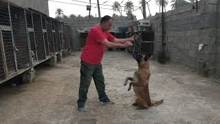 خالدk-9 فيديو تعليمي طريقة تدريب الكلب على وضع الاستاند dogs training.