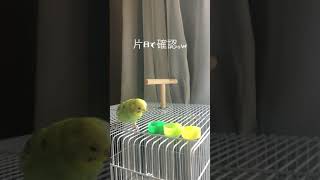 【キャップ投げ インコ】キャップを荒ぶって投げるセキセイインコ/Parakeet to like cap arm throws［おもしろインコ］