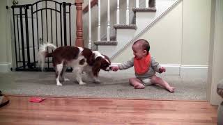 Adorable laughing baby and Cavalier King Charles playing game