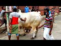 dangerous brahma cow qurbani 2020 eid ul adha cow qurbani dhaka