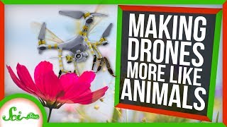 How Studying Animals Is Helping Us Make Better Drones